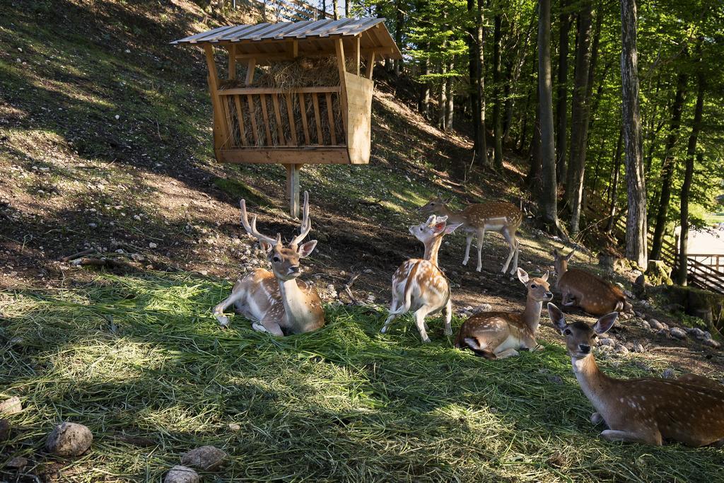 Slovenia Eco Resort Stahovica Eksteriør billede